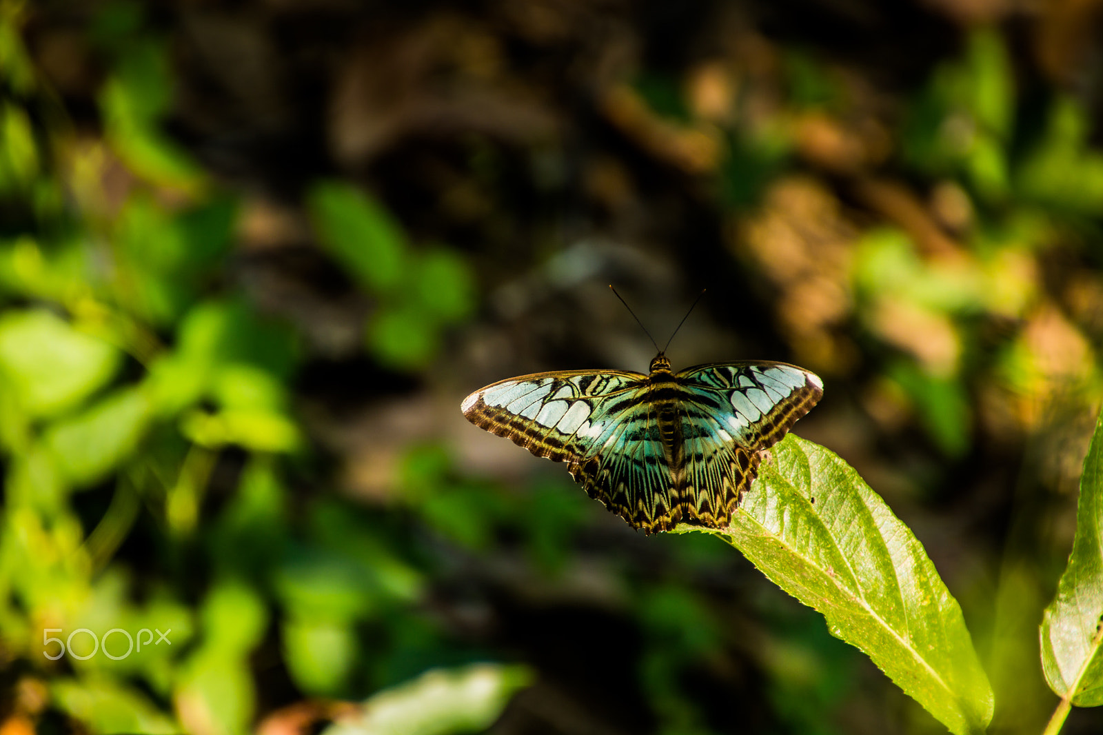 Canon EOS 750D (EOS Rebel T6i / EOS Kiss X8i) sample photo. Cambodia nature photography
