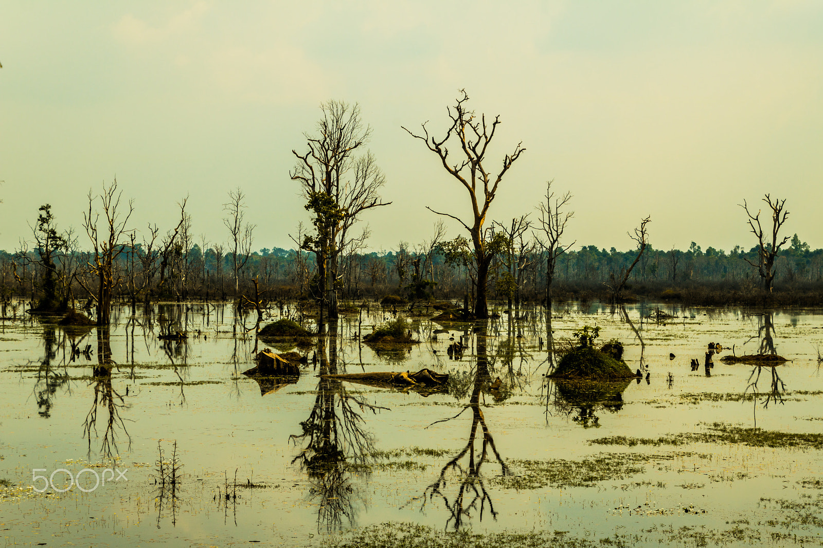 Canon EOS 750D (EOS Rebel T6i / EOS Kiss X8i) sample photo. Cambodia nature photography