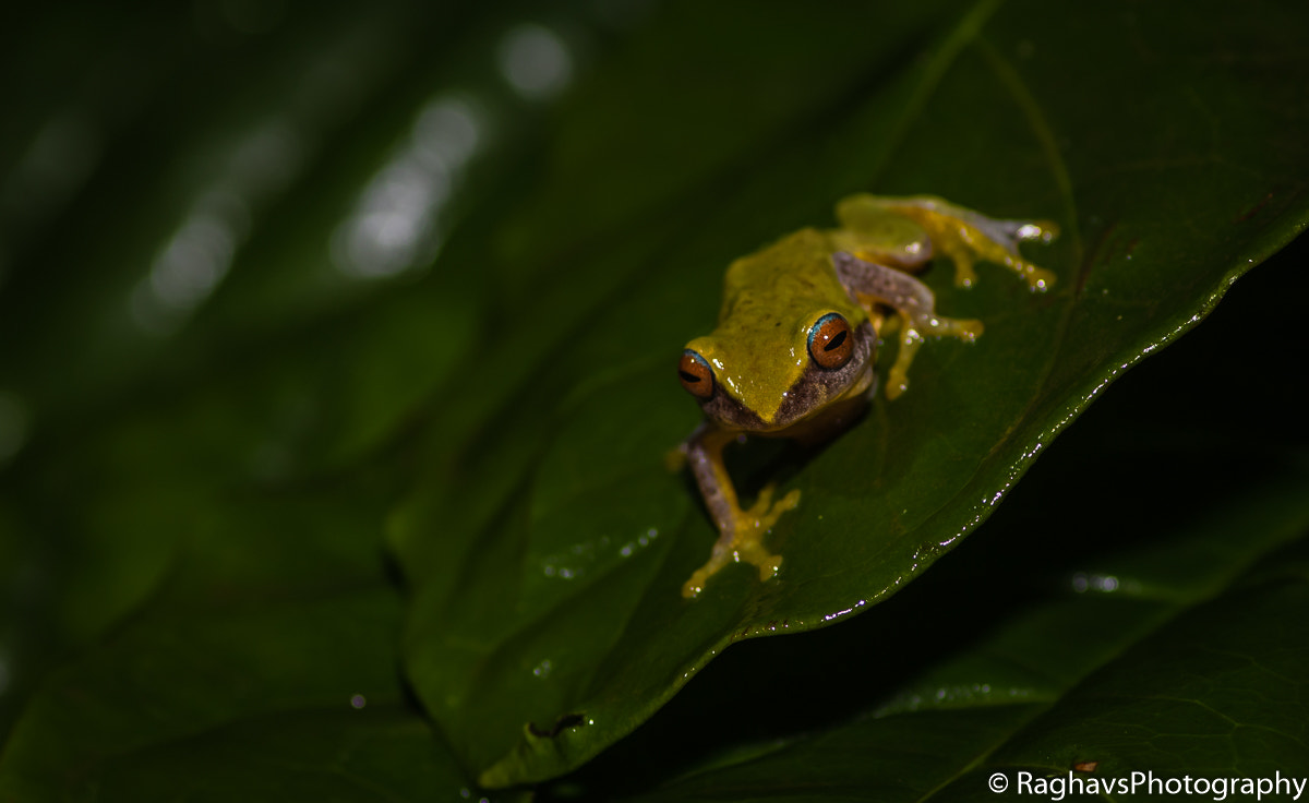 Canon EOS 7D Mark II + Tamron SP AF 90mm F2.8 Di Macro sample photo. Whats up photography