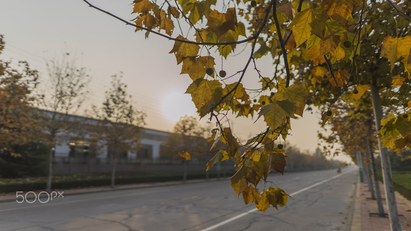 Sony a7 II + Sigma 24mm F1.4 DG HSM Art sample photo. Autumn photography