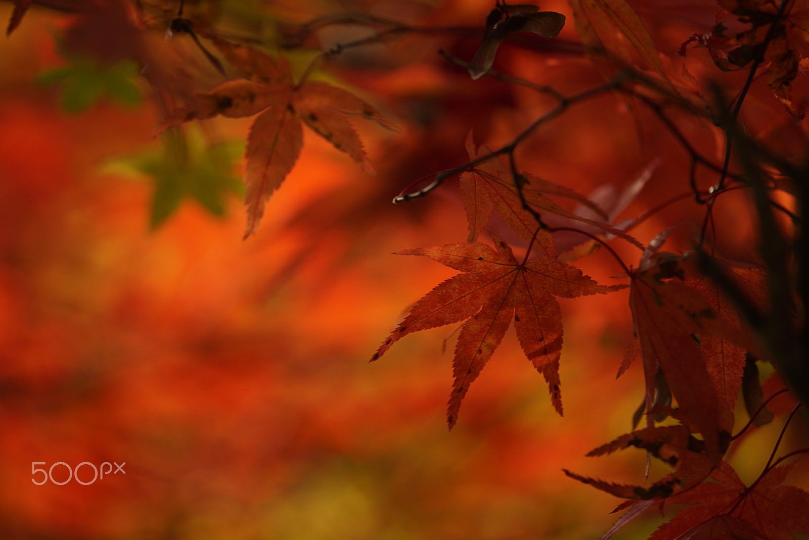 Sony a7S + Tamron SP AF 180mm F3.5 Di LD (IF) Macro sample photo. Autumn maple photography
