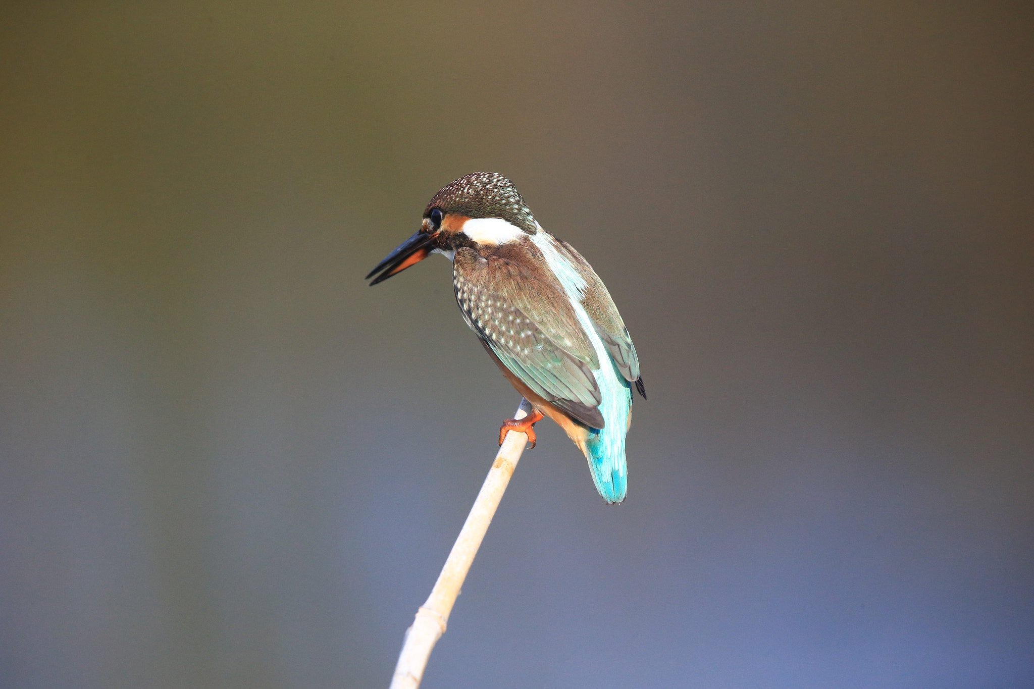 Canon EF 600mm F4L IS II USM sample photo. 134 photography