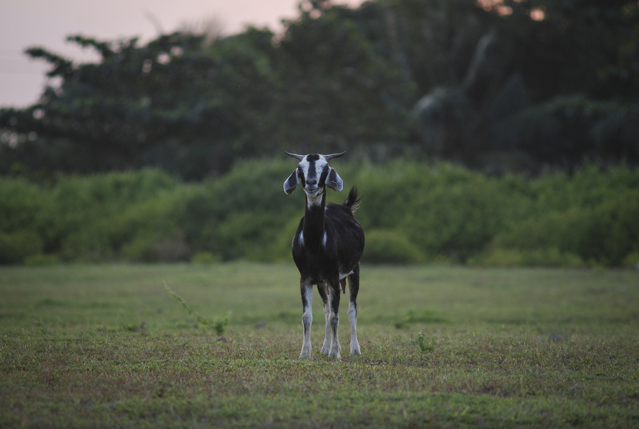 Nikon D80 + AF Zoom-Nikkor 70-210mm f/4 sample photo. Goat on grass field photography
