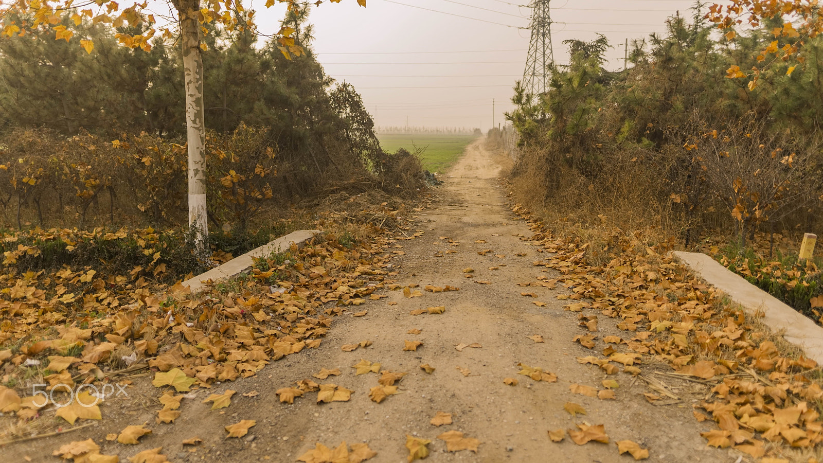 Sony a7 II + Sigma 24mm F1.4 DG HSM Art sample photo. Autumn deciduous leaves photography