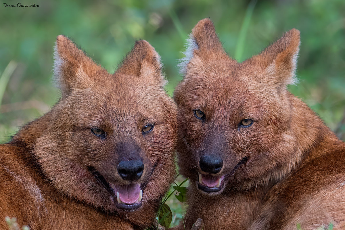 Nikon AF-S Nikkor 600mm F4E FL ED VR sample photo. The ruthless pack! photography