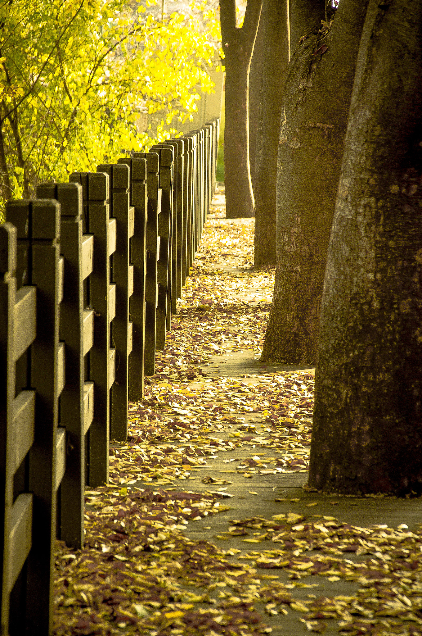 Pentax K-r + Sigma sample photo. Ginkgo street photography