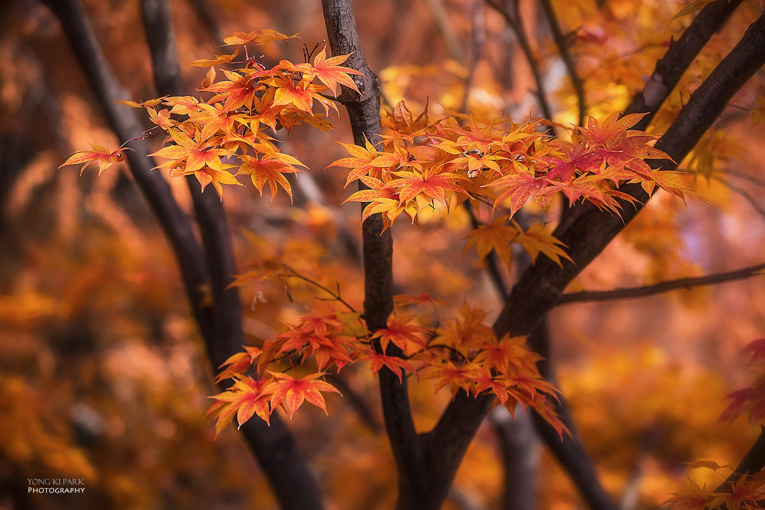 Pentax K-1 sample photo. In the midst of the late autumn photography