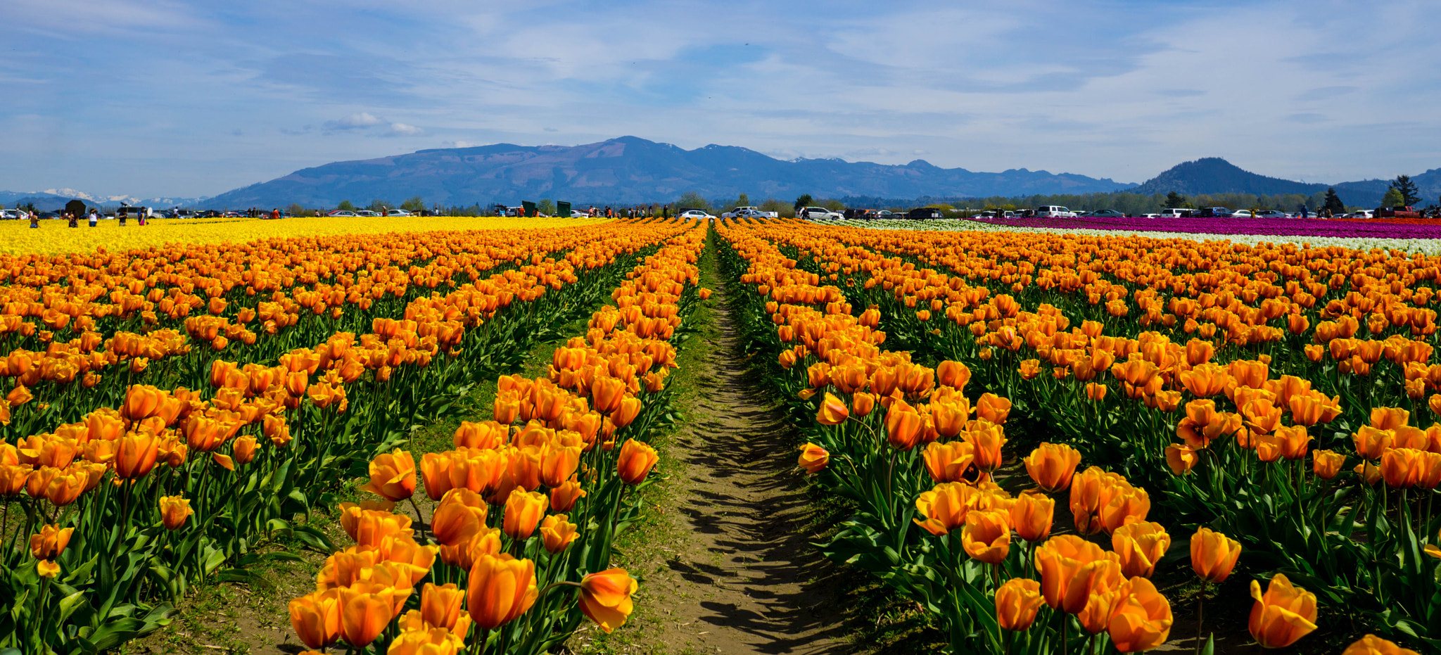 Sony Sonnar T* E 24mm F1.8 ZA sample photo. The sea of tulip photography
