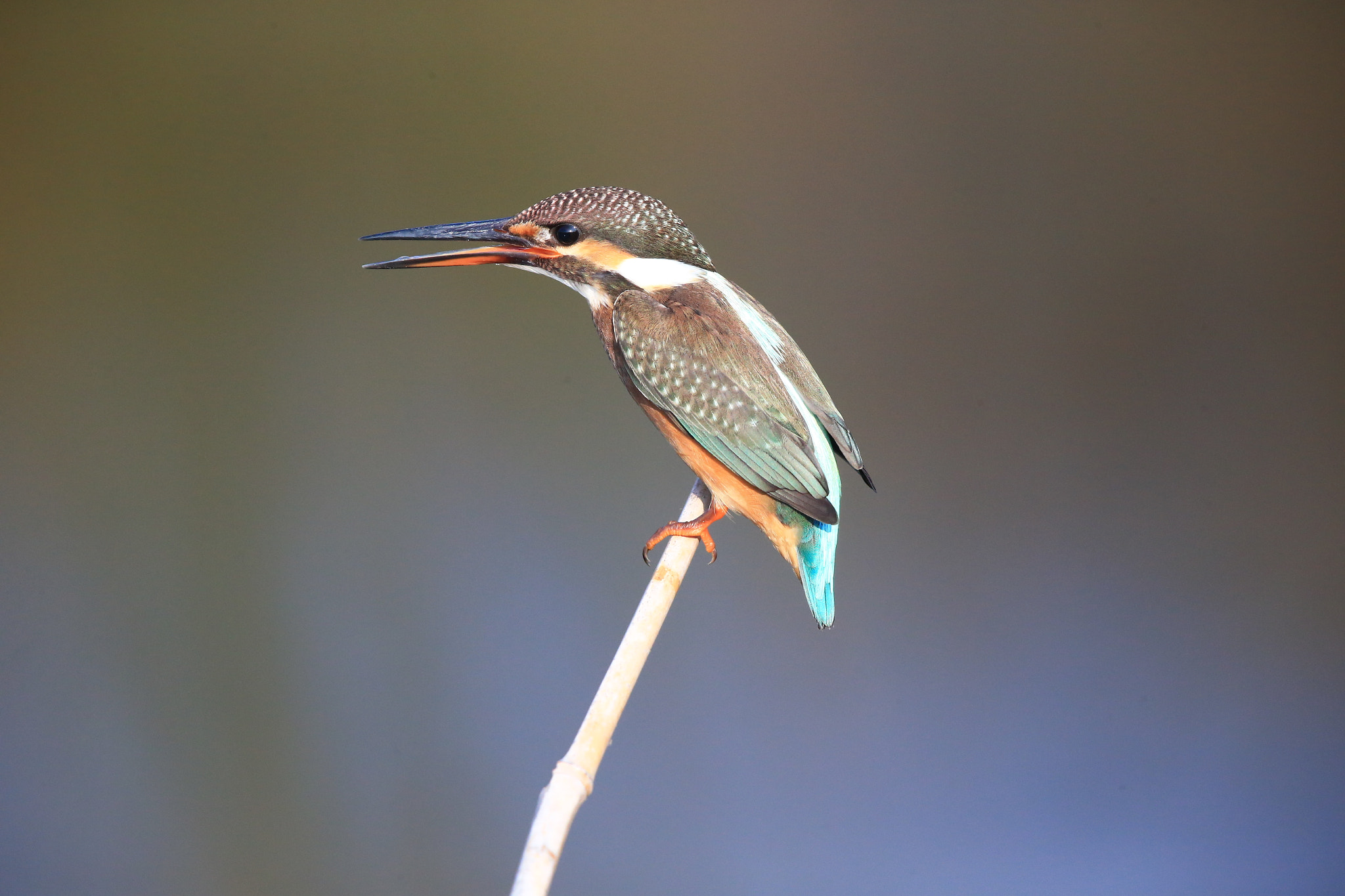 Canon EOS-1D X + Canon EF 600mm F4L IS II USM sample photo. 132 photography