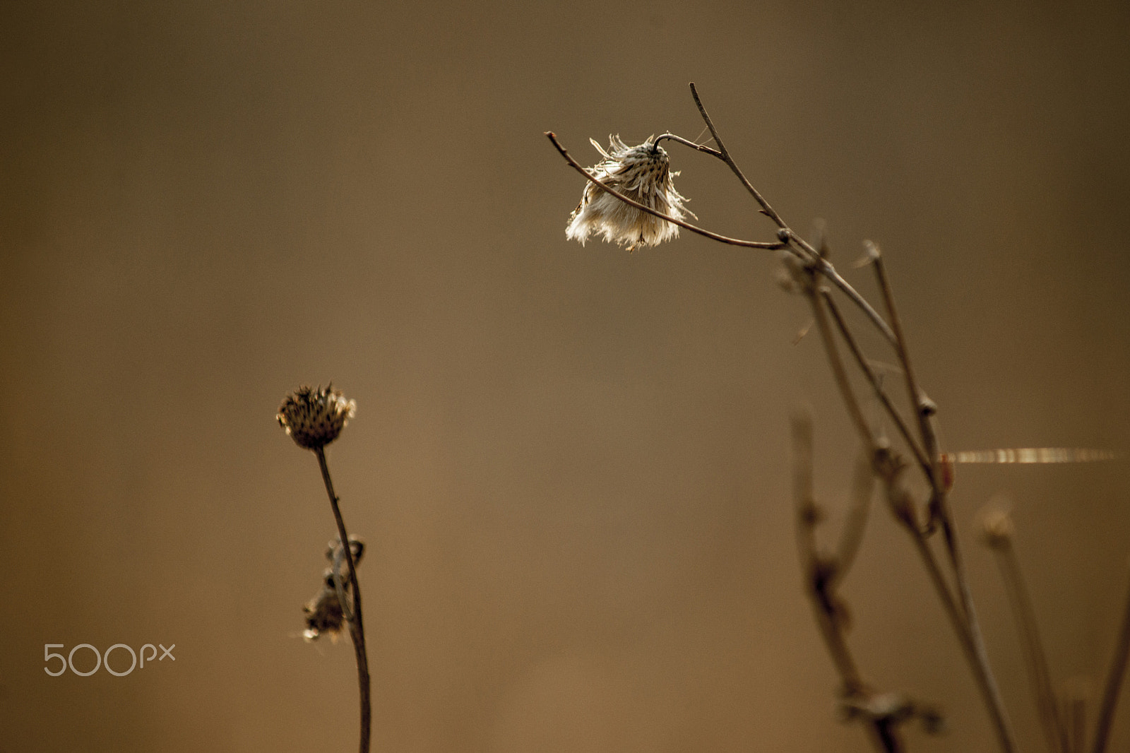 Sony Alpha DSLR-A900 sample photo. Up and down photography