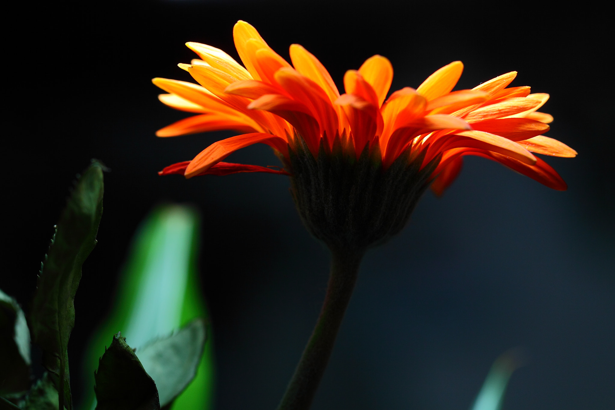 Canon EOS 50D sample photo. Flower and light photography
