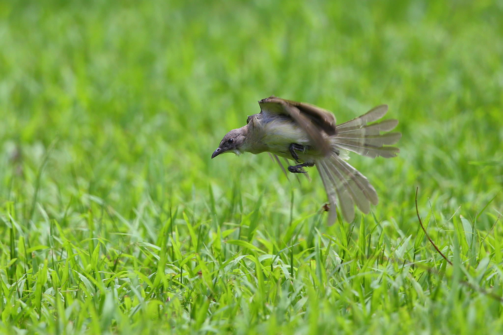 Canon EOS-1D X + Canon EF 300mm F2.8L IS II USM sample photo. Miss photography