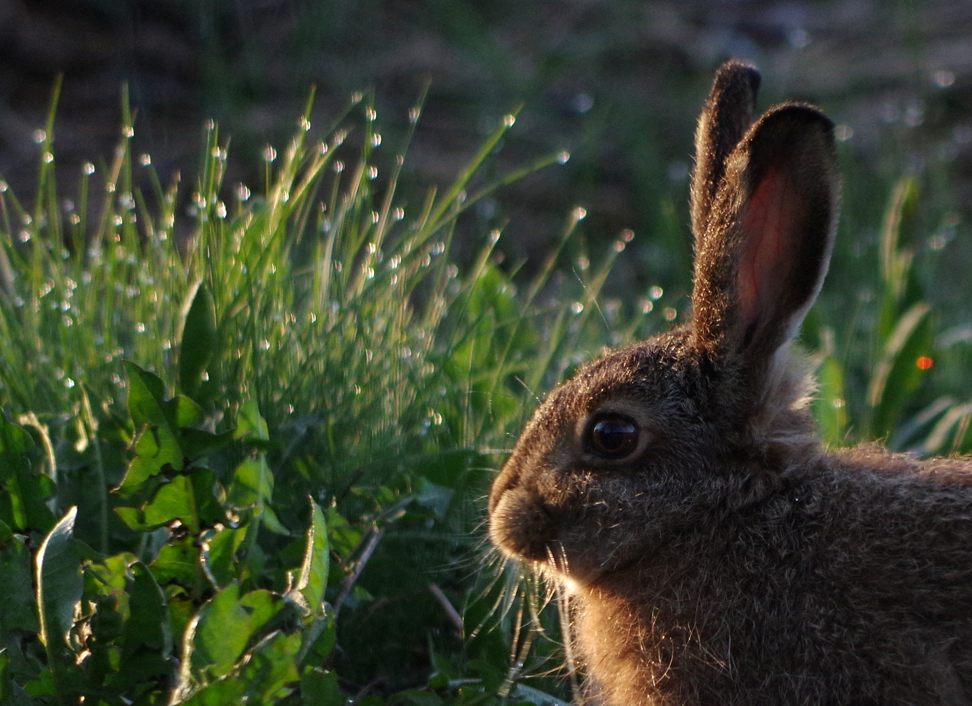 Pentax smc DA 55-300mm F4.0-5.8 ED sample photo. Good hare morning photography