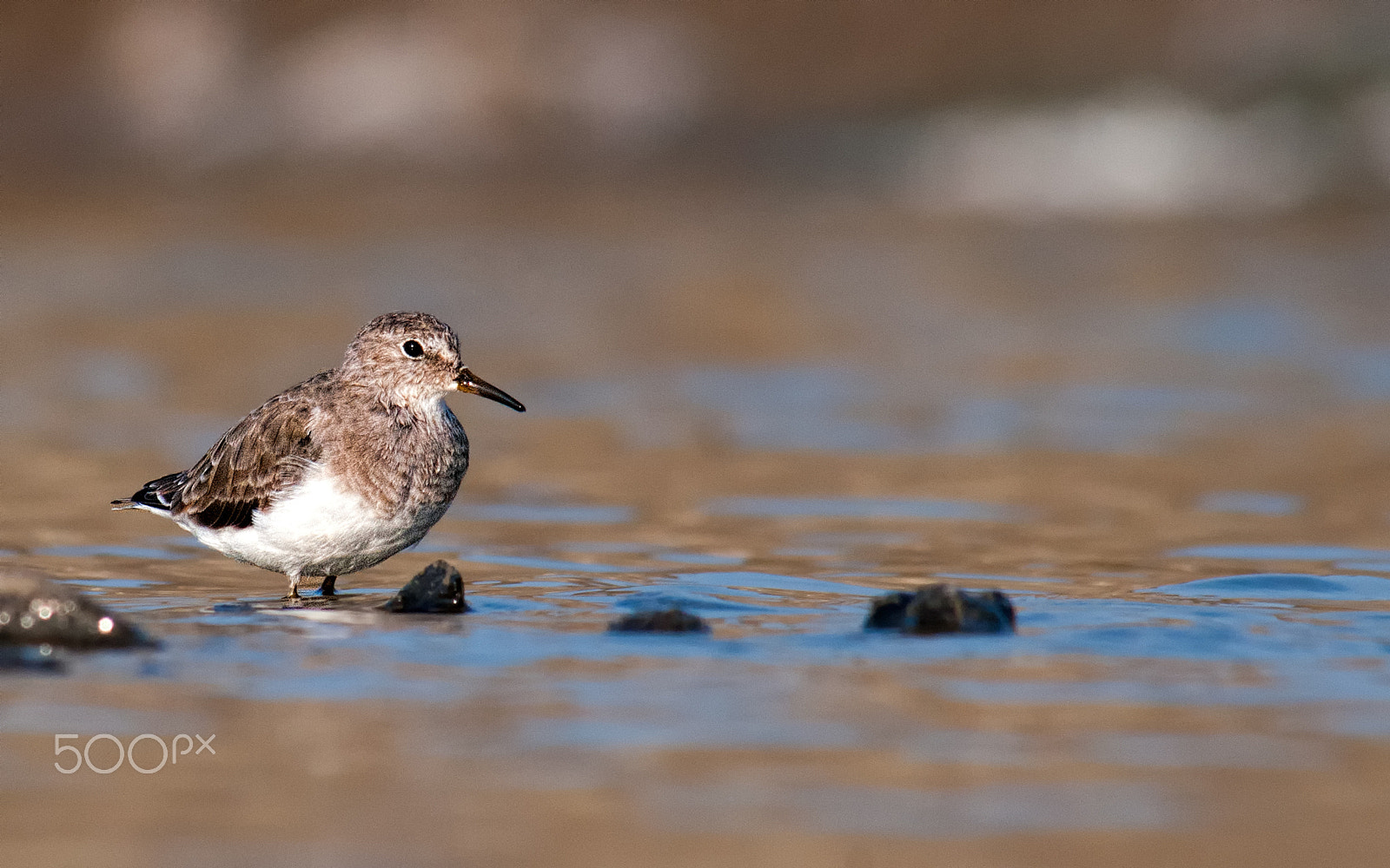 Nikon D300S sample photo. Is it sandpiper ? photography