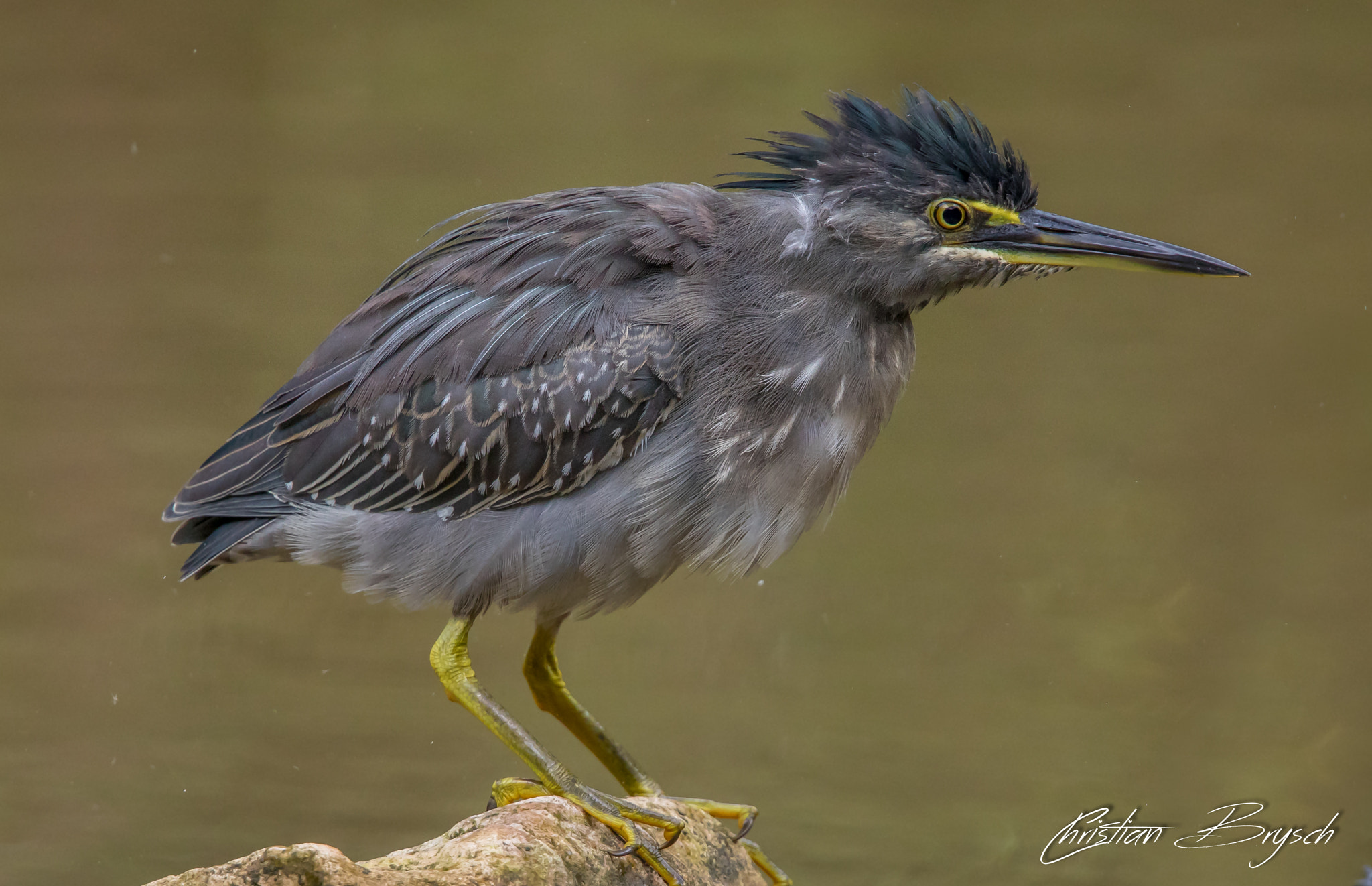 Canon EF 500mm F4L IS II USM sample photo. Striated heron photography