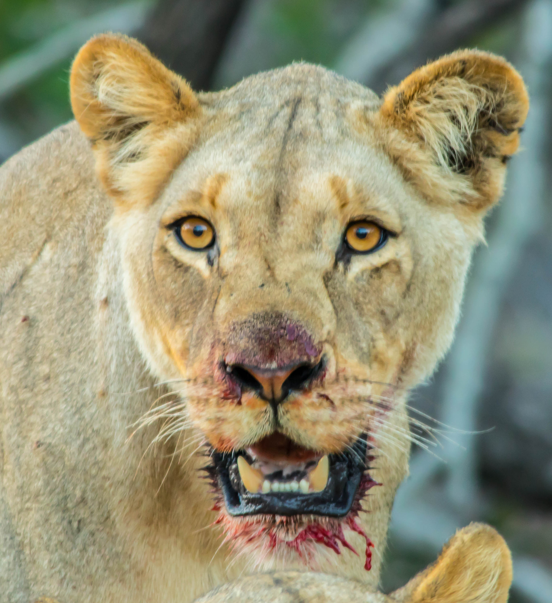 Sigma 150-500mm F5-6.3 DG OS HSM sample photo. Fresh kill photography