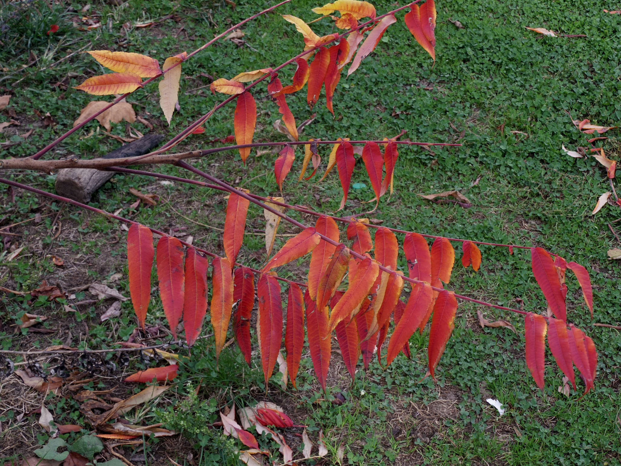 Pentax Q-S1 sample photo. Red leaves photography