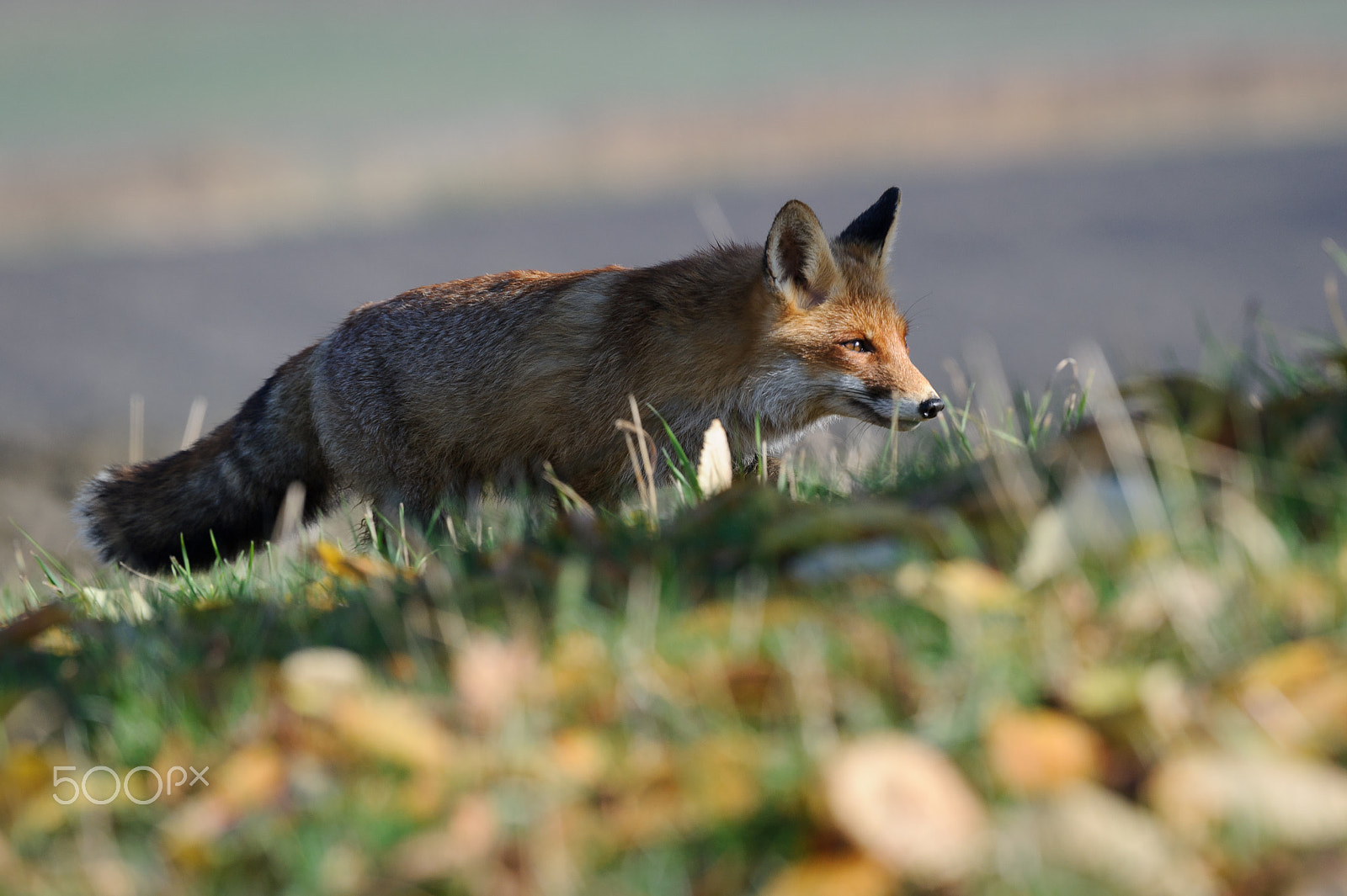 Nikon AF-S Nikkor 200-500mm F5.6E ED VR sample photo. Sniffing fox photography