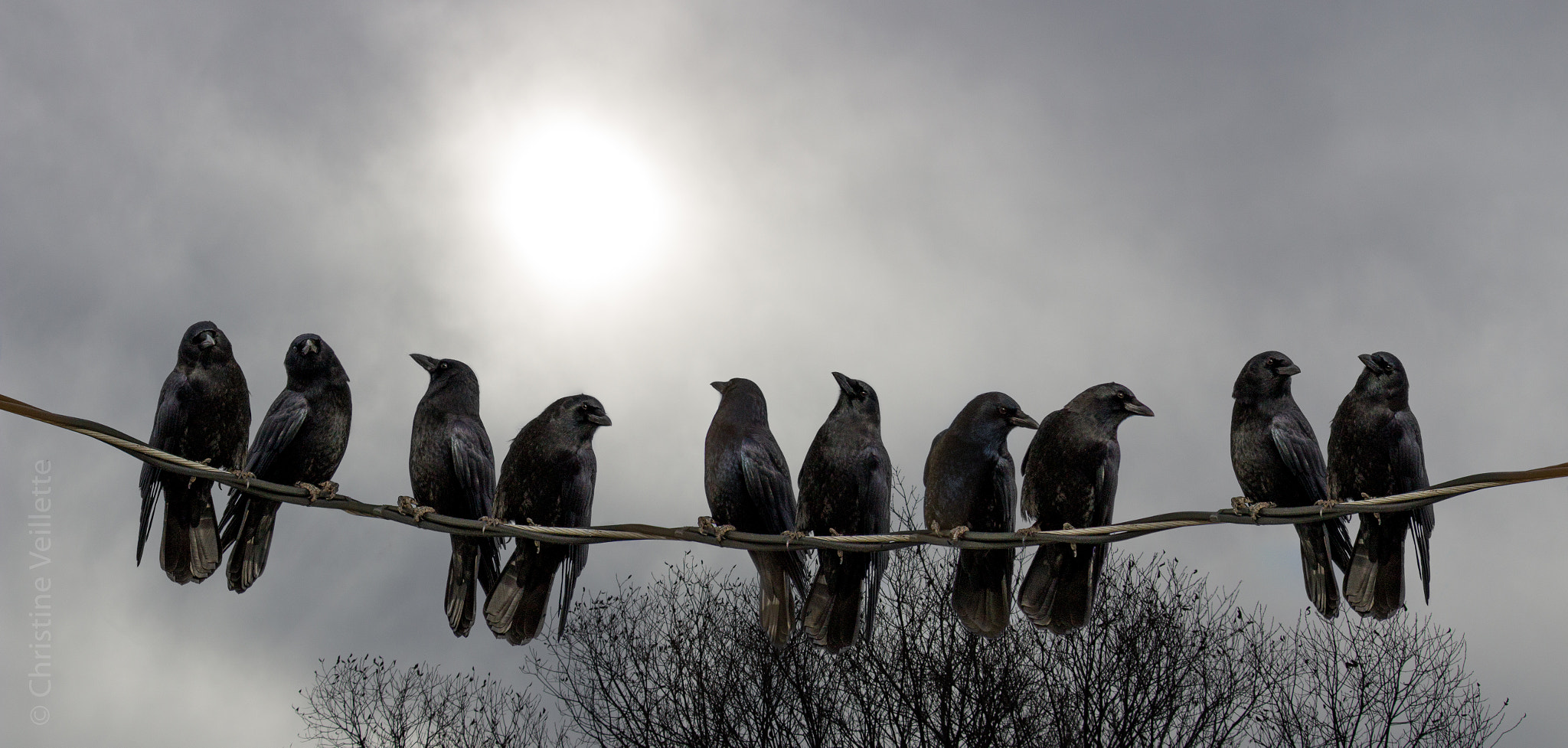 Canon EF-S 55-250mm F4-5.6 IS STM sample photo. The neighbourhood watch photography