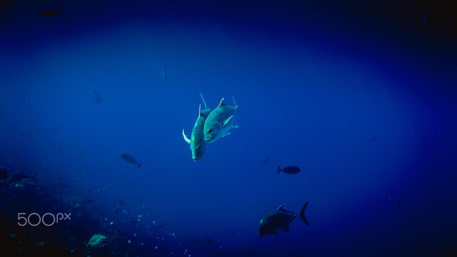 Canon POWERSHOT A710 IS sample photo. Diving apo reef photography