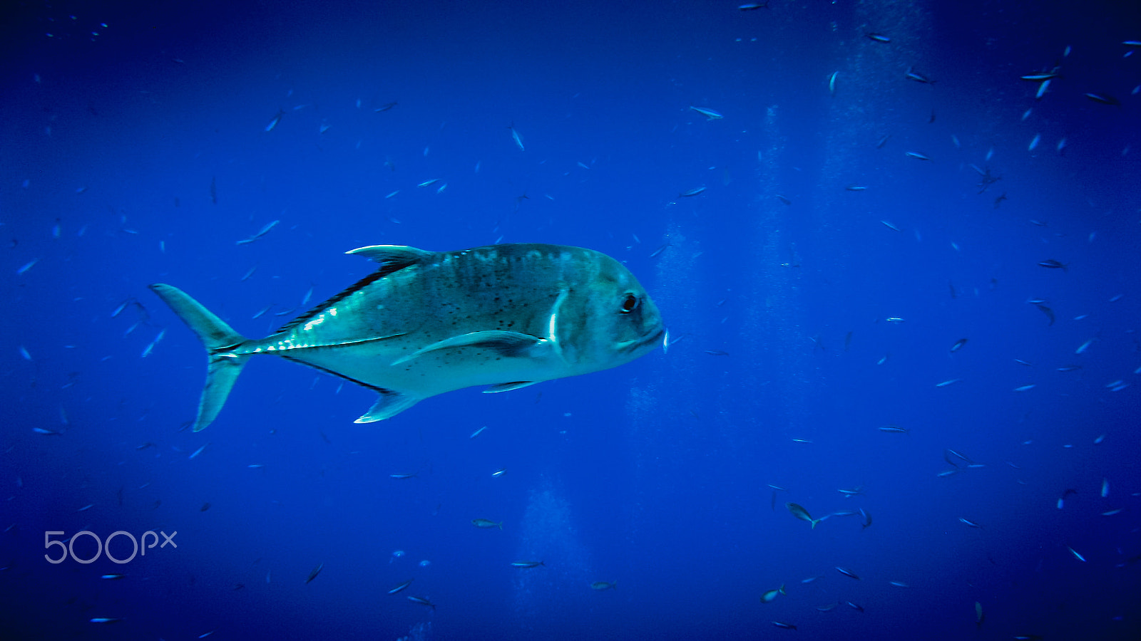 Canon POWERSHOT A710 IS sample photo. Diving apo reef photography