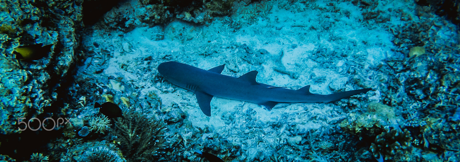 Canon POWERSHOT A710 IS sample photo. Diving apo reef photography