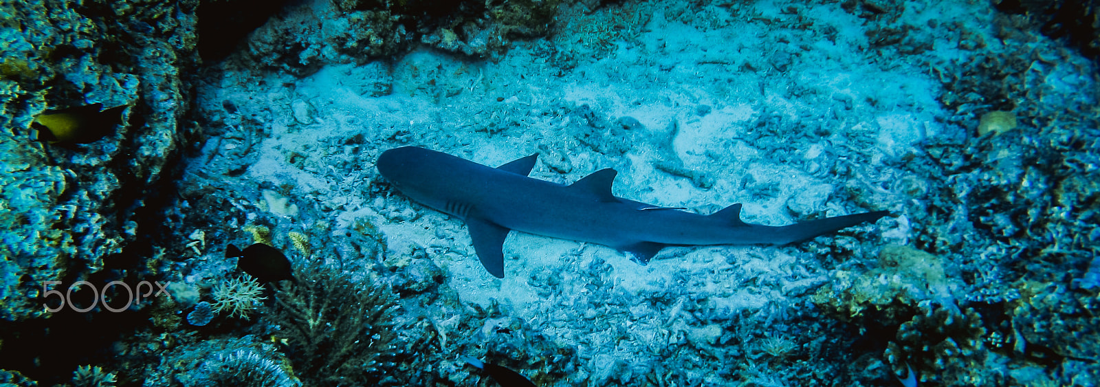 Canon POWERSHOT A710 IS sample photo. Diving apo reef photography