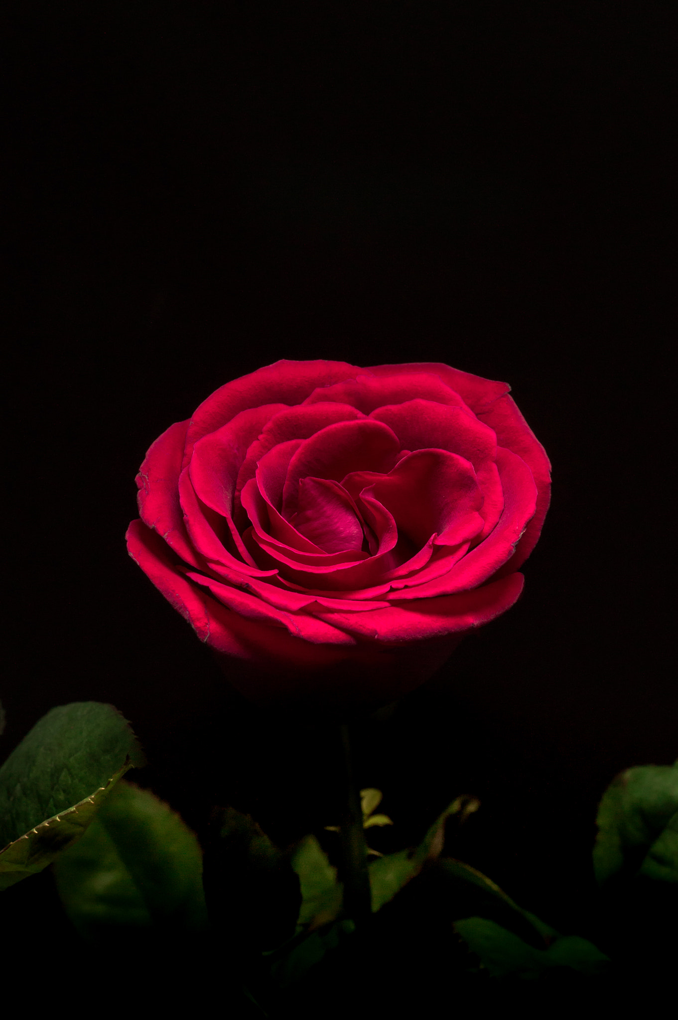 Sony SLT-A37 sample photo. Red rose photography