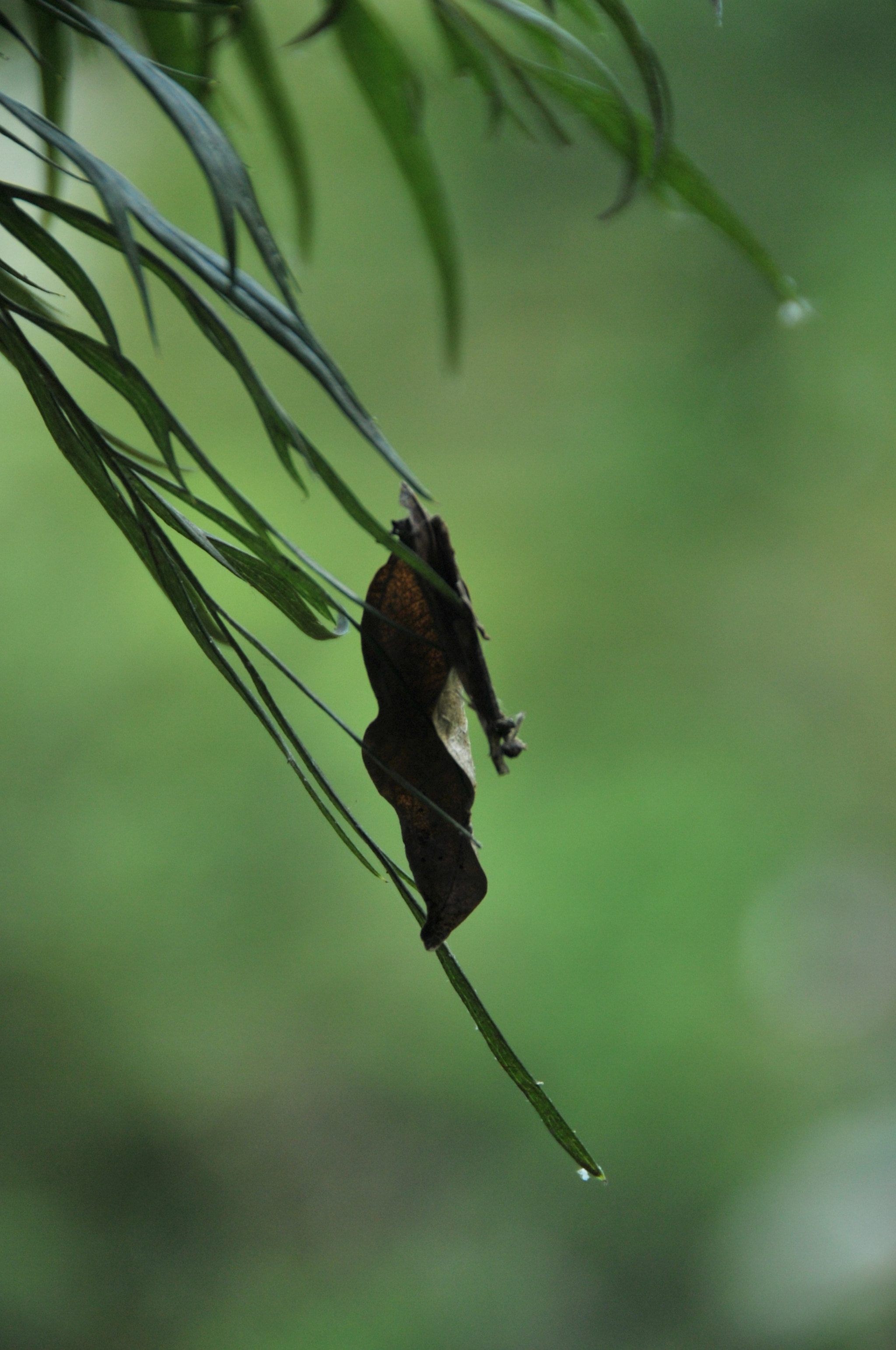 Nikon D3S sample photo. .. photography