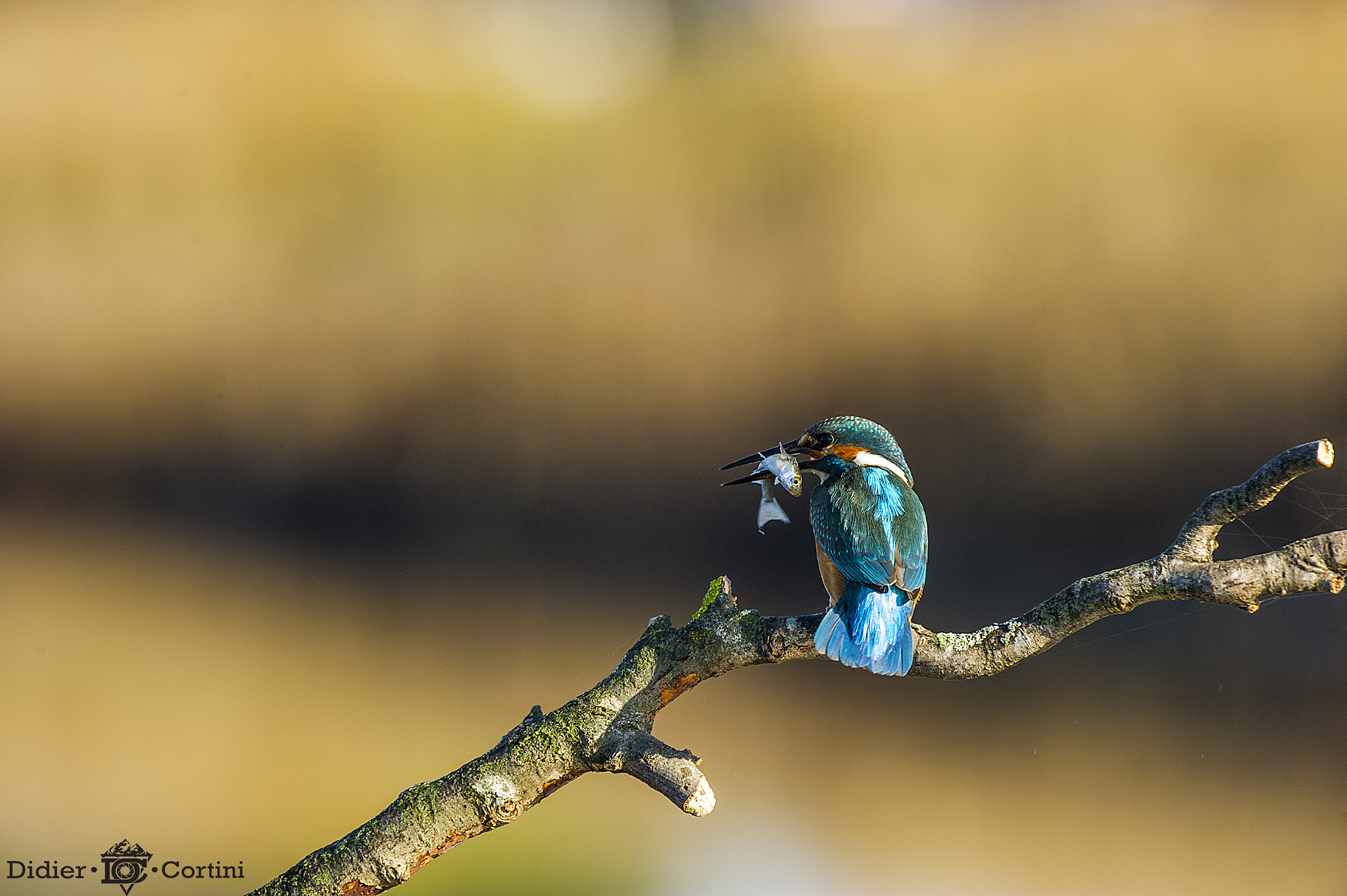 Nikon D3S + Nikon AF-S Nikkor 500mm F4G ED VR sample photo. King fisher photography