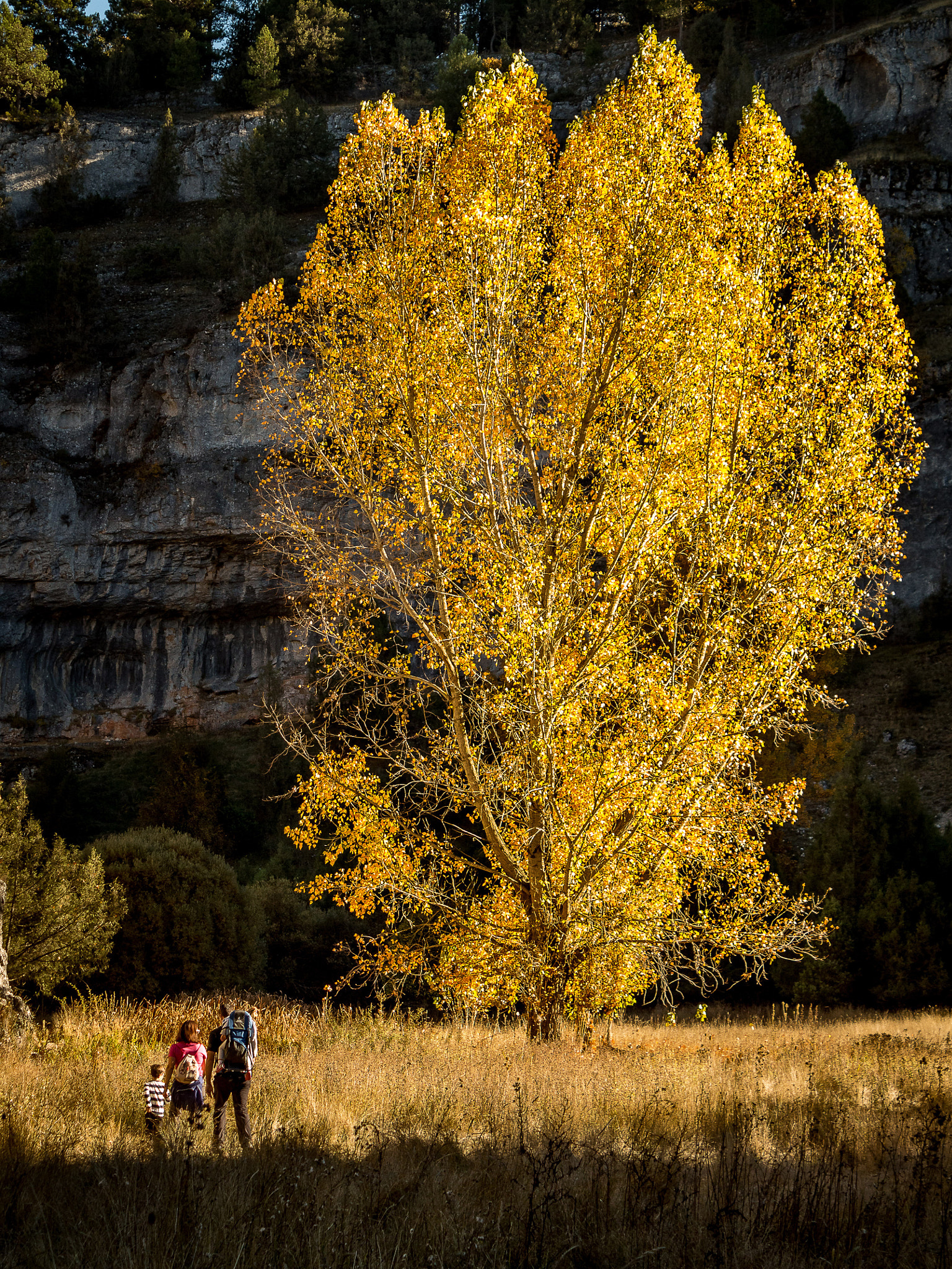 Canon EOS 650D (EOS Rebel T4i / EOS Kiss X6i) sample photo. Yellow tree photography