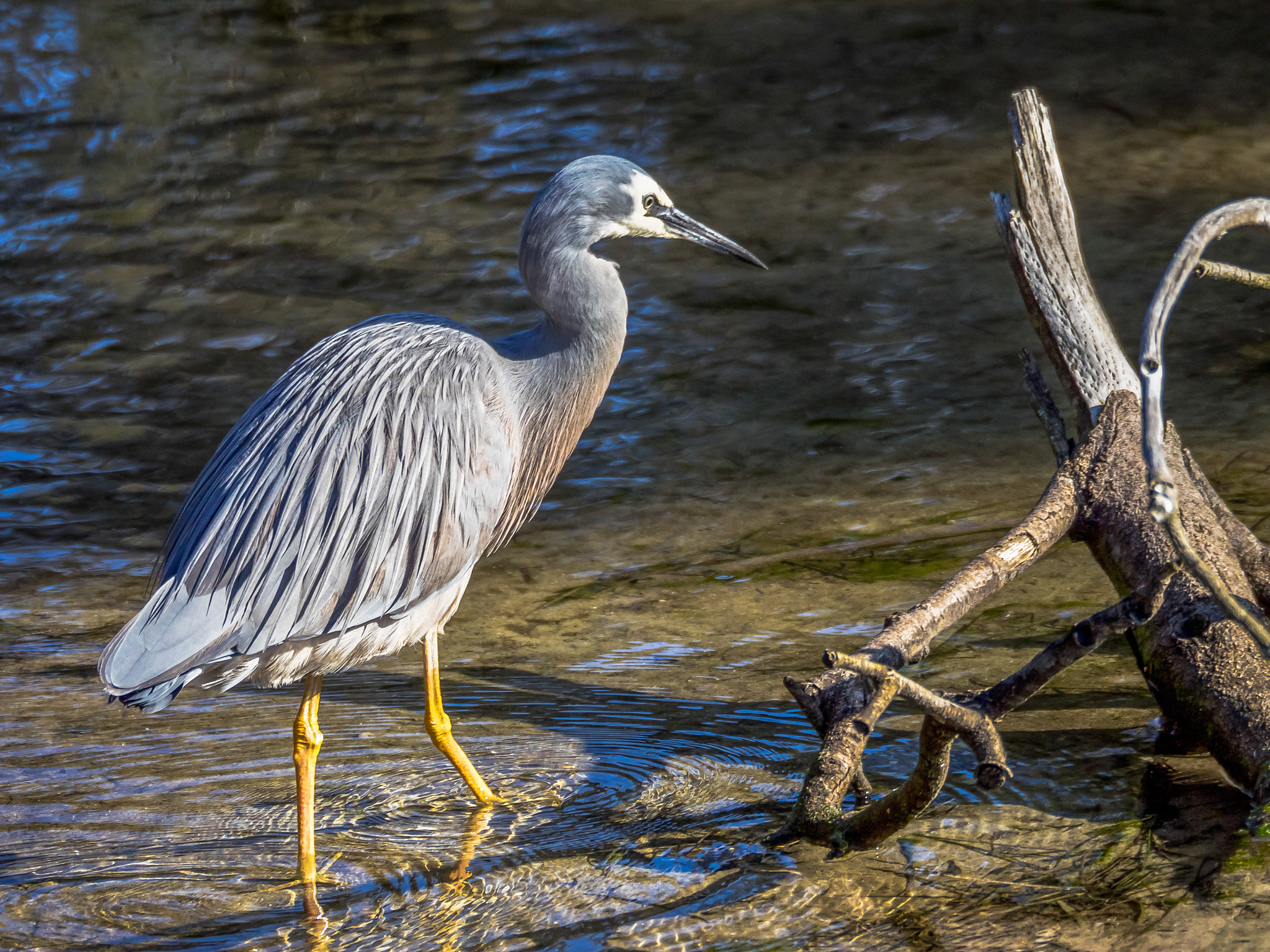 Olympus OM-D E-M1 sample photo. White faced heron photography