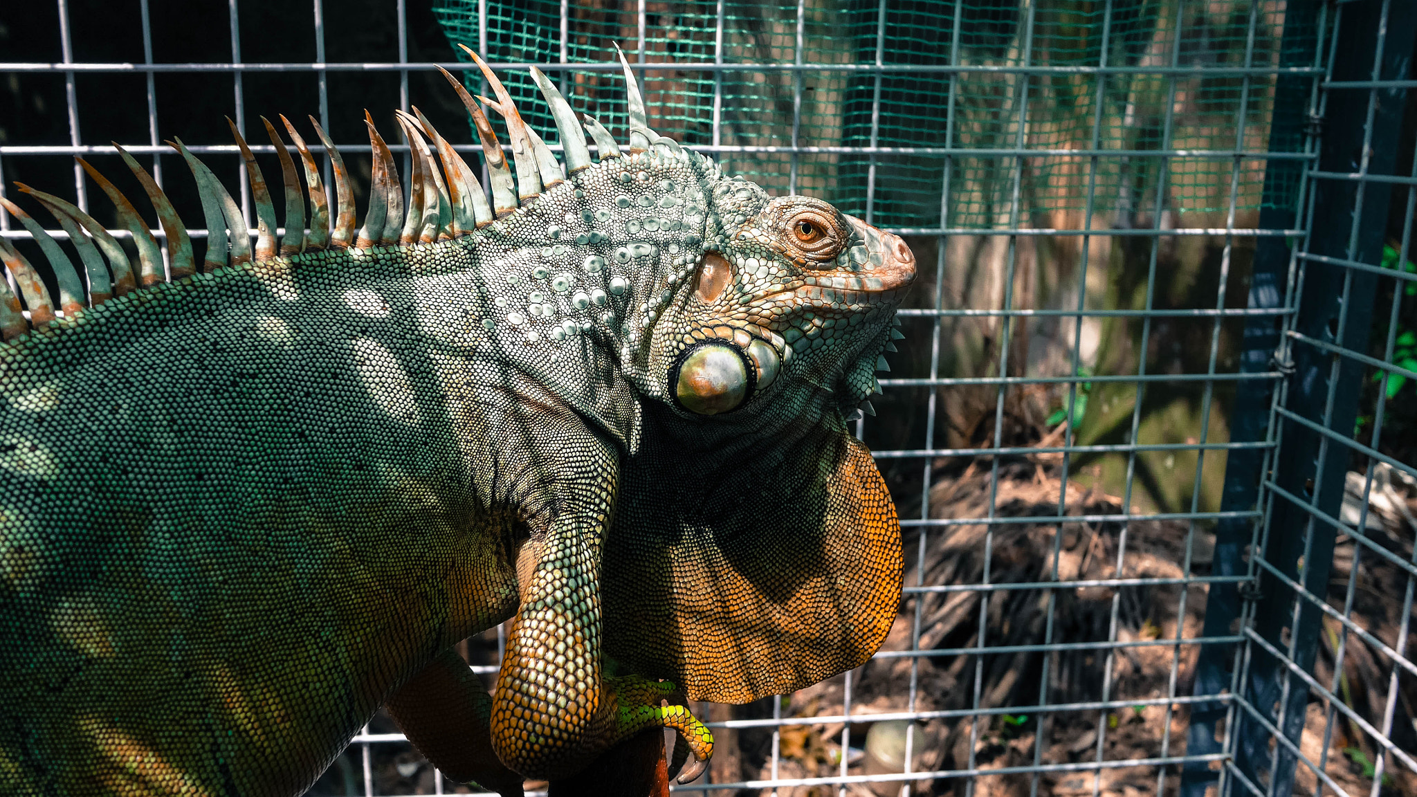 Panasonic Lumix DMC-GX7 + Panasonic Lumix G 14mm F2.5 ASPH sample photo. My pet photography