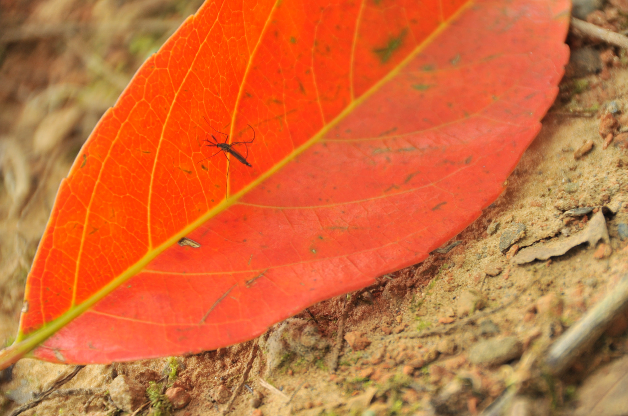 Nikon D3S sample photo. .. photography