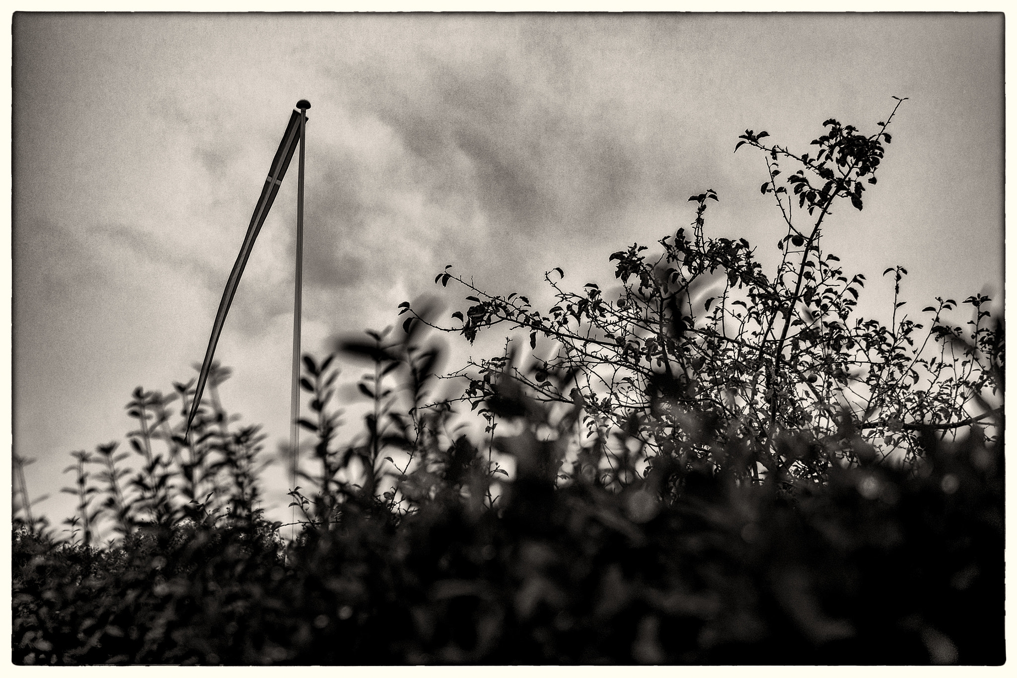 Panasonic Leica DG Summilux 25mm F1.4 II ASPH sample photo. Behind the hedge photography