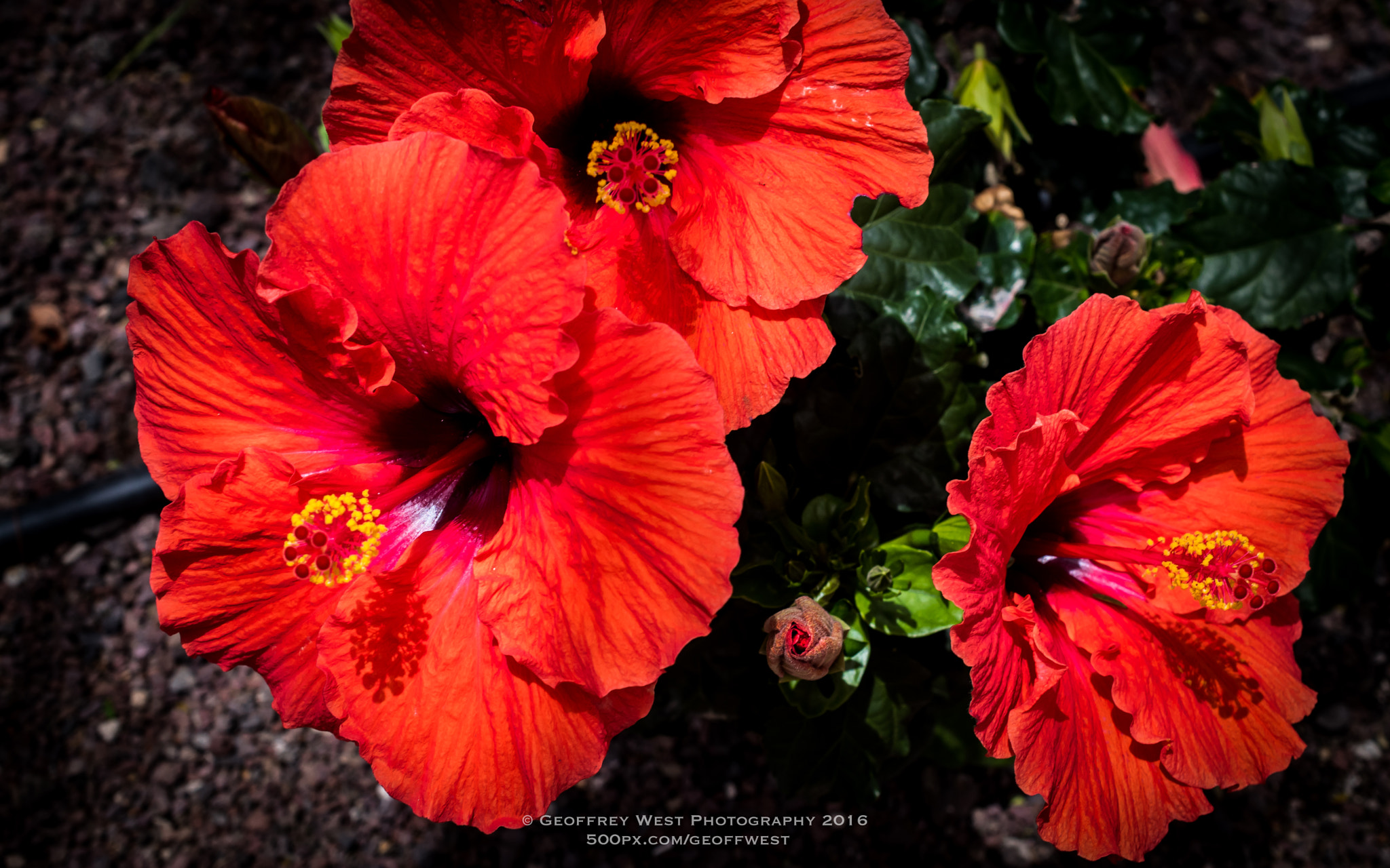 Nikon AF-S DX Micro Nikkor 40mm F2.8 sample photo. Beautiful red hibiscus photography