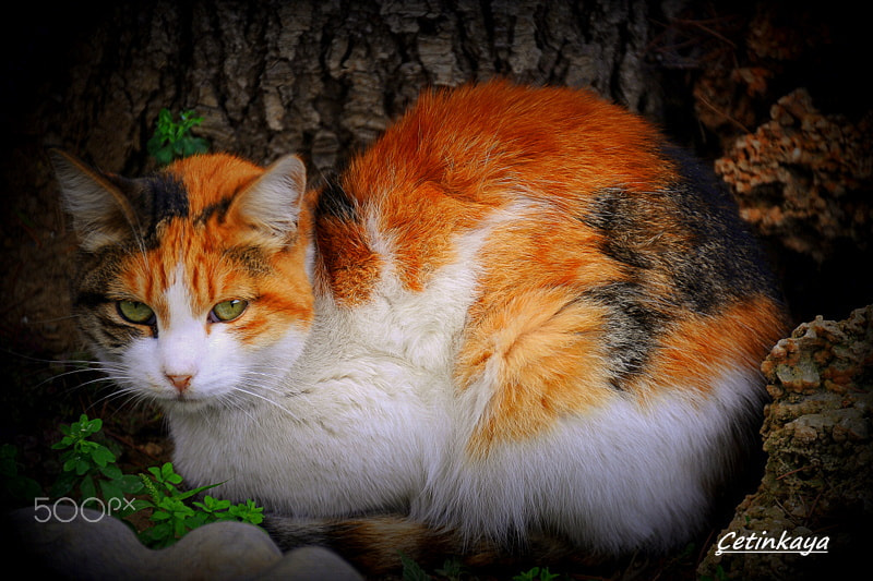 Nikon D3 sample photo. Colorful cat photography