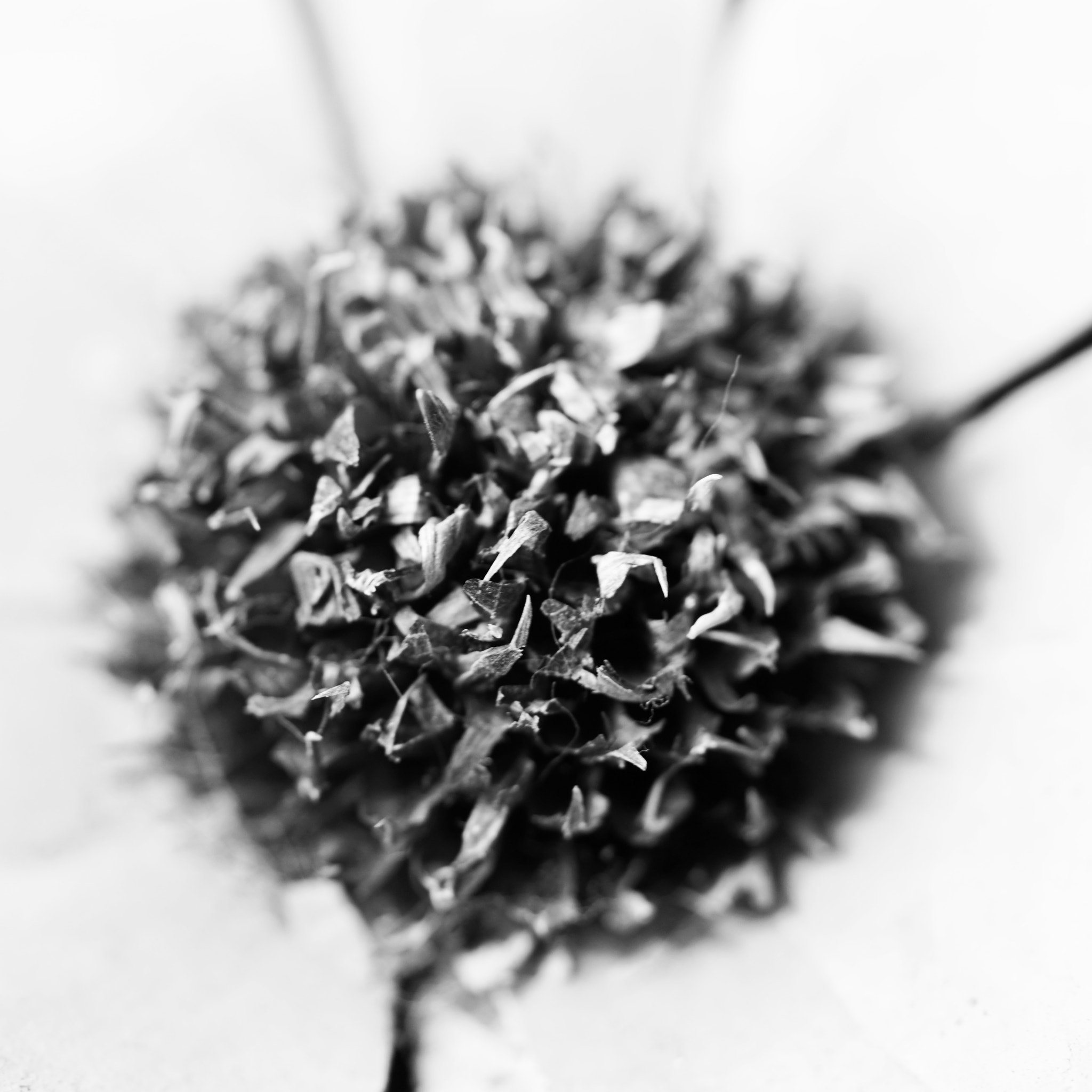 Sony FE 90mm F2.8 Macro G OSS sample photo. Pot pourri photography