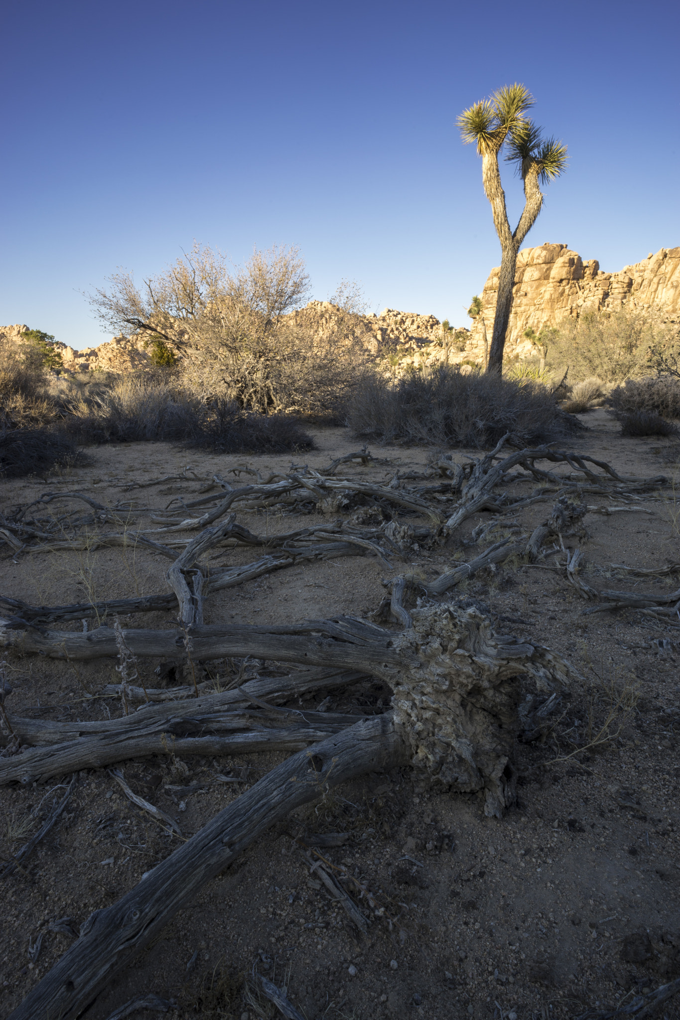 Sony a7 II + E 21mm F2.8 sample photo. Joshua tree photography