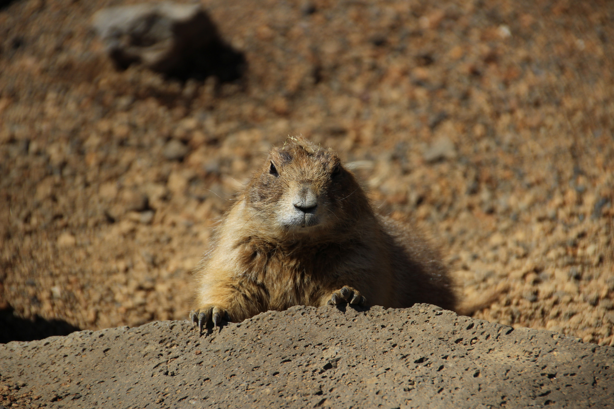 Canon EOS 600D (Rebel EOS T3i / EOS Kiss X5) sample photo. Prairie dog photography