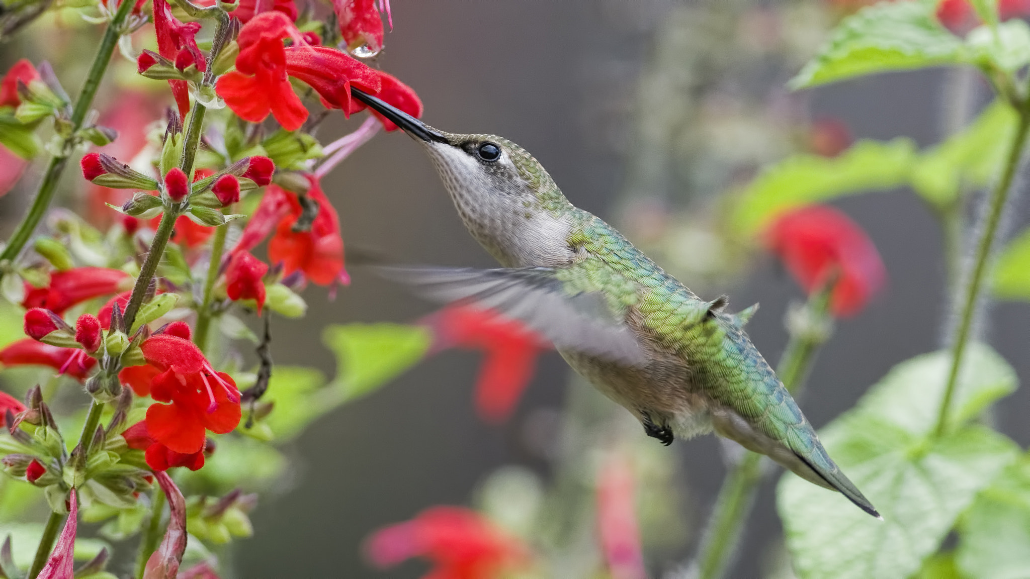 Nikon AF-S Nikkor 300mm F2.8G ED-IF VR sample photo. The joy of flowers photography