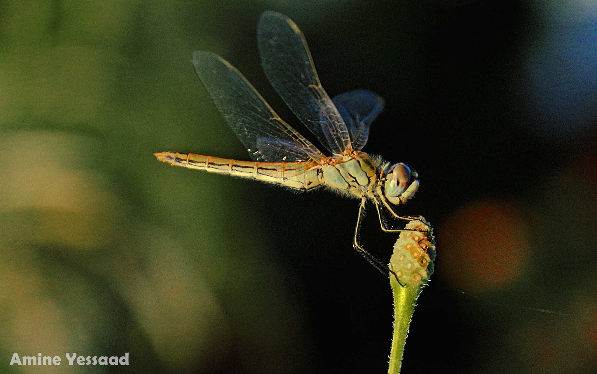 Canon EF-S 18-135mm F3.5-5.6 IS sample photo. Dragonfly photography