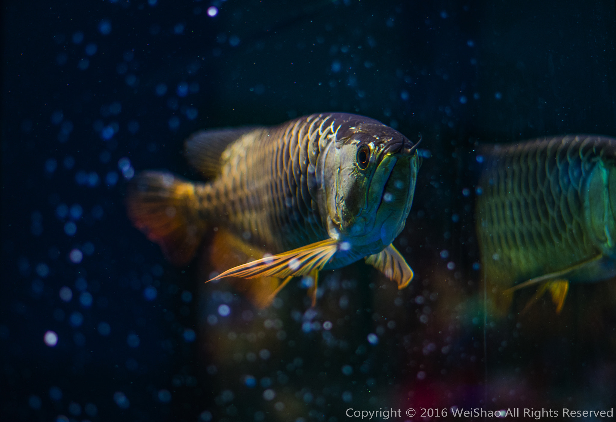Sony a7 II + Canon EF 40mm F2.8 STM sample photo. Psbunfatp photography