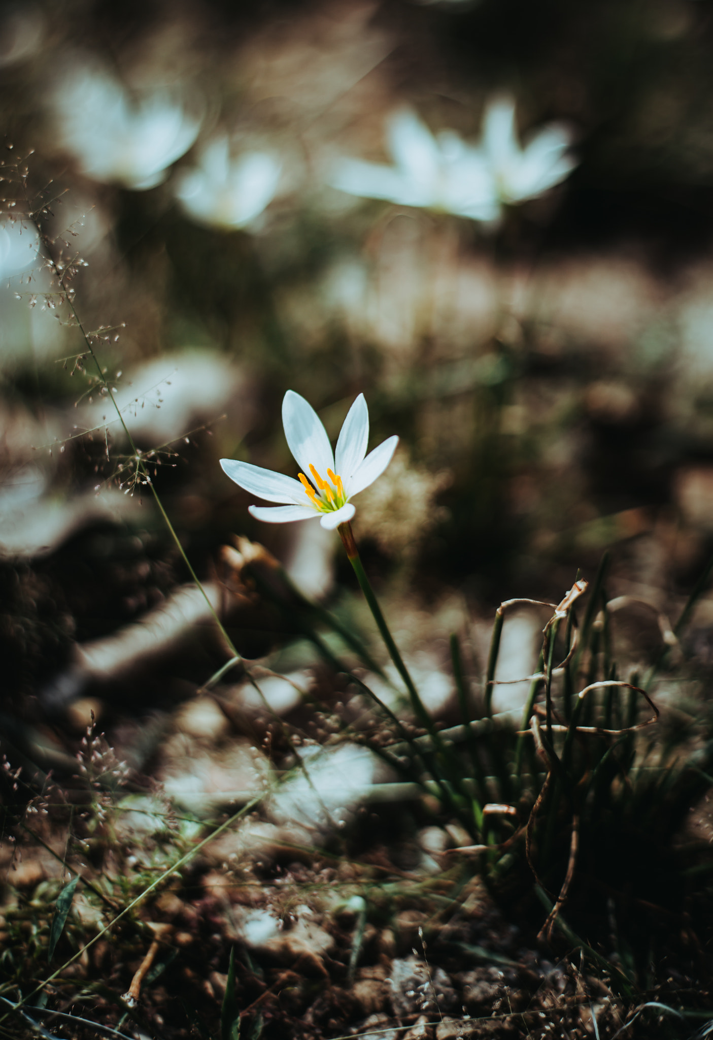 ZEISS Planar T* 50mm F1.4 sample photo. Flower photography