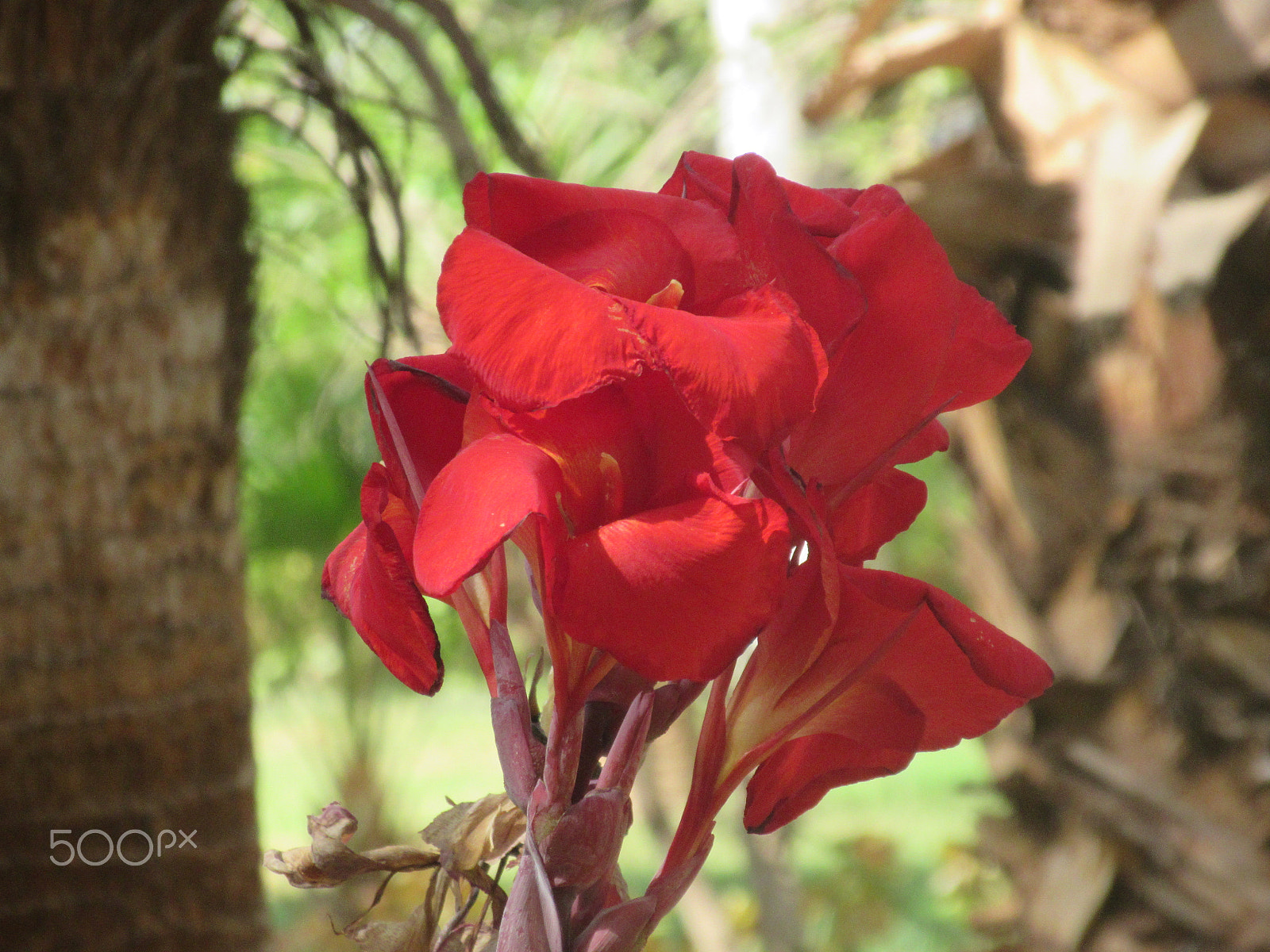 Canon PowerShot ELPH 340 HS (IXUS 265 HS / IXY 630) sample photo. Flower photography