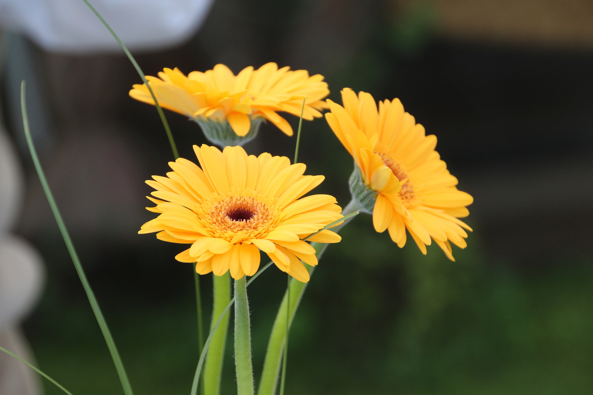 Canon EOS 650D (EOS Rebel T4i / EOS Kiss X6i) sample photo. Otdoors photography