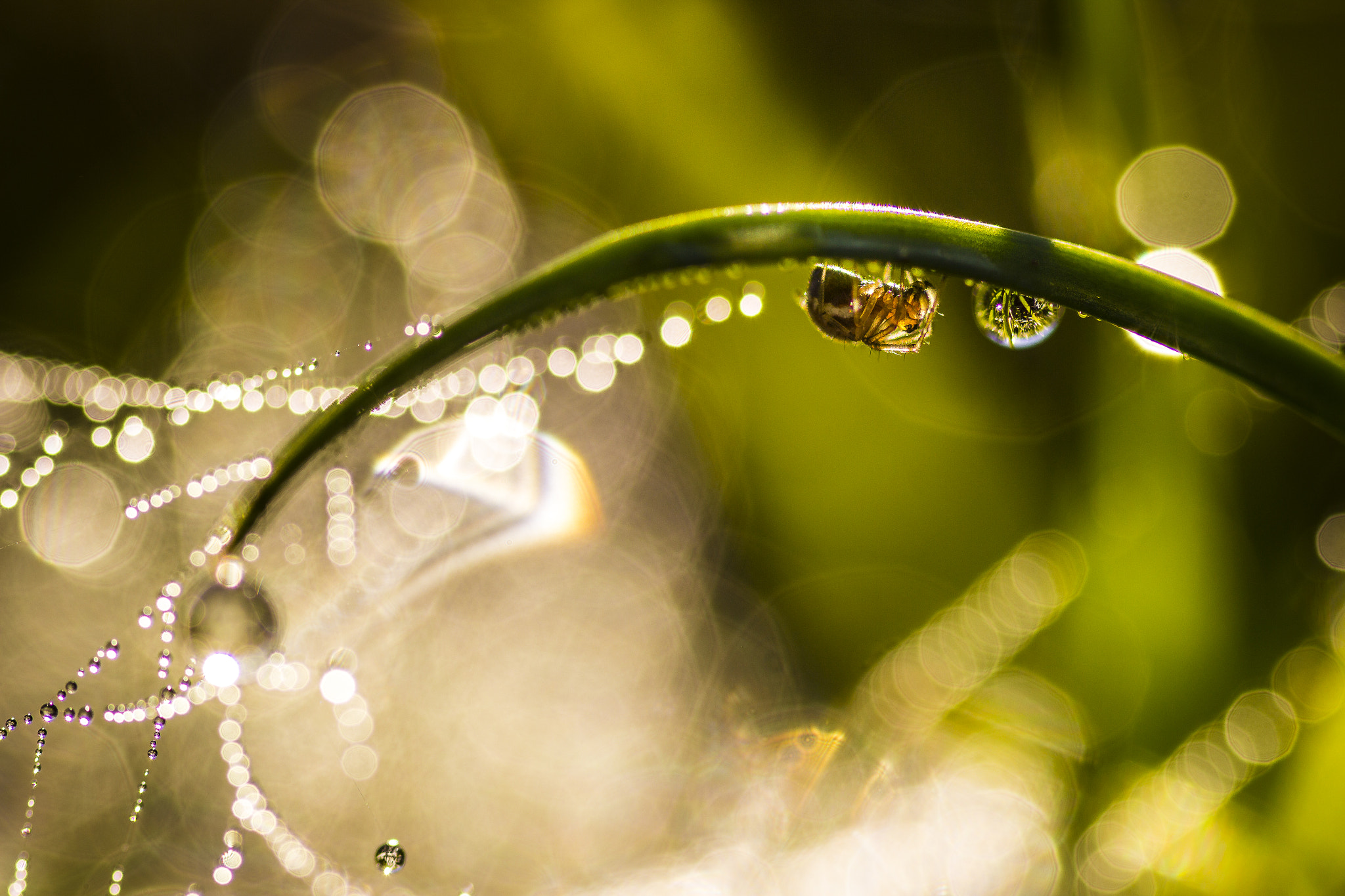 Sigma 105mm F2.8 EX DG OS HSM sample photo. Spider with drops photography