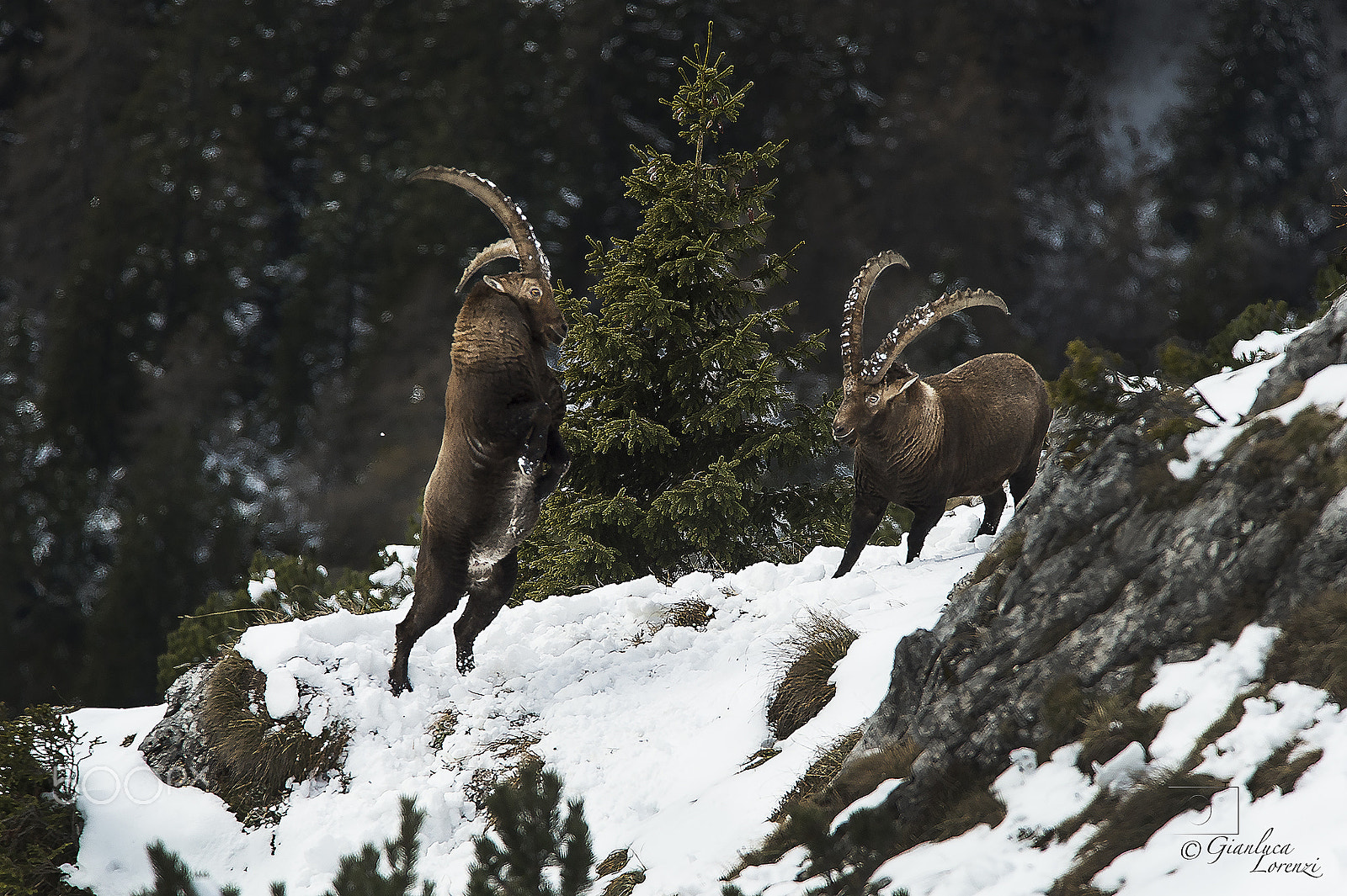 Nikon D4 + AF-S Nikkor 300mm f/2.8D IF-ED II sample photo. Fight between ibex photography