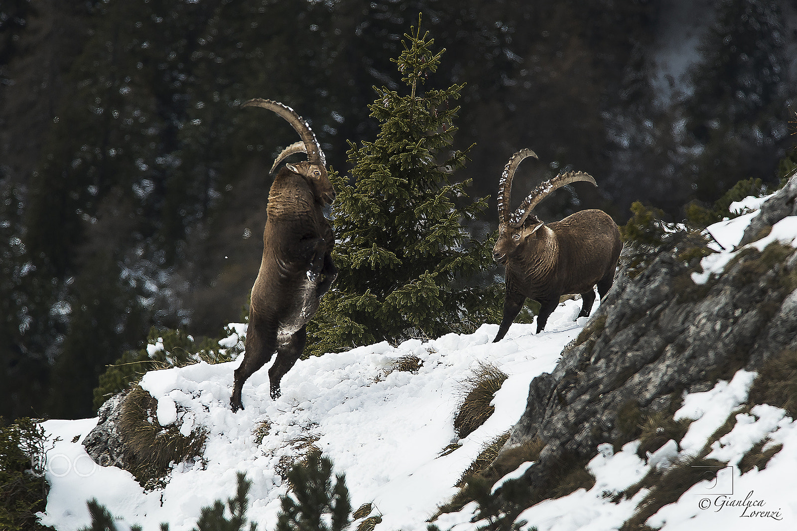AF-S Nikkor 300mm f/2.8D IF-ED II sample photo. Fight between ibex photography