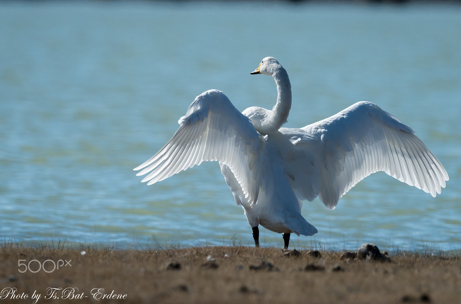 Nikon D810 sample photo. Swan dance photography
